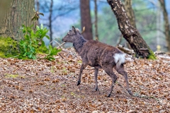 Sika [Cervus nippon]