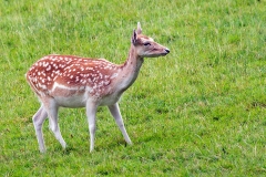Fallow Deer [Dama dama]