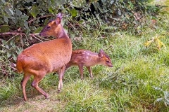Reeve's Muntjac [Muntiacus reevesi]
