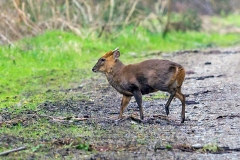 Reeve's Muntjac [Muntiacus reevesi]
