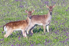 Red Deer [Cervus elaphus hispanicus]