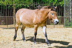 Przewalski's Horse [Equus ferus przewalskii]
