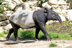 Malayan Tapir [Tapirus indicus]