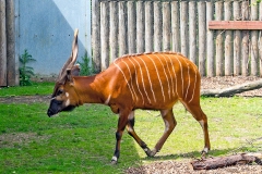 Bongo [Tragelaphus eurycerus isaaci]