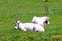 Arabian Oryx [Oryx leucoryx]