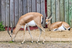 Dorcas Gazelle [Gazella dorcas]
