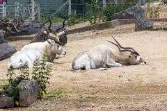 Addax [Addax nasomaculatus]