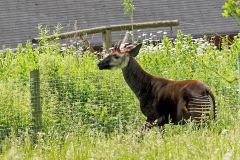 Okapi [Okapia johnstoni]