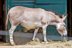 African Wild Ass [Equus africanus somaliensis]