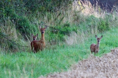 Western Roe Deer [Capreolus capreolus capreolus]