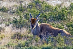 Common Eland [Taurotragus oryx oryx]