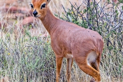 Steenbok [Raphicerus campestris]