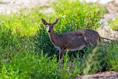 Common Duiker [Sylvicapra grimmia grimmia]