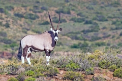 Gemsbok [Oryx gazella]