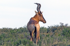Hartebeest [Alcelaphus buselaphus caama]