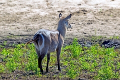Waterbuck [Kobus ellipsiprymnus ellipsiprymnus]