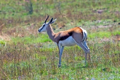 Springbok [Antidorcas marsupialis marsupialis]