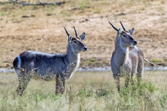 Waterbuck [Kobus ellipsiprymnus ellipsiprymnus]
