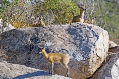 Klipspringer [Oreotragus oreotragus transvaalensis]
