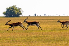 Lechwe [Kobus leche smithemani]