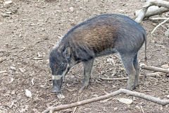 Visayan Warty Pig [Sus cebifrons negrinus]