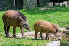 South American Tapir [Tapirus terrestris]