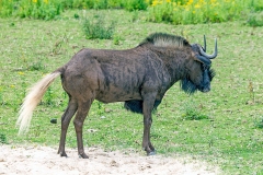 Black Wildebeest [Connochaetes gnou]