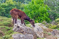 Visayan Spotted Deer [Rusa alfredi]