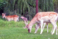 Fallow Deer [Dama dama]