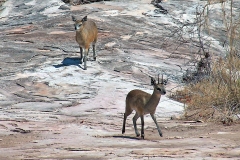 Klipspringer [Oreotragus oreotragus transvaalensis]