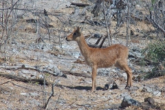 Puku [Kobus vardonii vardonii]