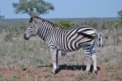 Plains Zebra [Equus quagga chapmani]