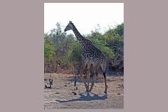 Masai Giraffe [Giraffa tippelskirchi thornicrofti]