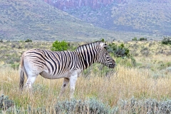 Mountain Zebra [Equus zebra zebra]