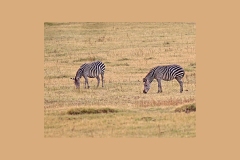 Plains Zebra [Equus quagga crawshayi]