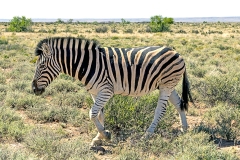 Mountain Zebra [Equus zebra zebra]