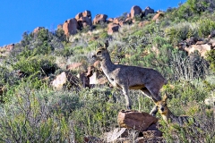 Klipspringer [Oreotragus oreotragus oreotragus]