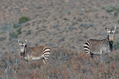 Mountain Zebra [Equus zebra zebra]