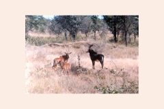 Sable Antelope [Hippotragus niger kirkii]