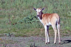 Bontebok [Damaliscus pygargus phillipsi]