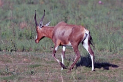 Bontebok [Damaliscus pygargus phillipsi]