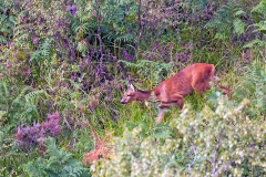 Red Deer [Cervus elaphus scoticus]