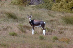 Bontebok [Damaliscus pygargus pygargus]