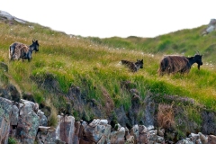 Feral Goat [Capra hircus]