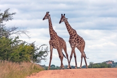 Southern Giraffe [Giraffa giraffa giraffa]