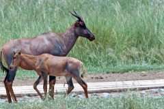 Tsessebe [Damaliscus lunatus lunatus]