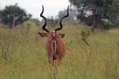 Greater Kudu [Tragelaphus strepsiceros strepsiceros]