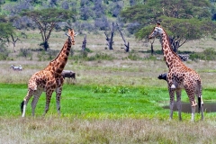 Northern Giraffe [Giraffa camelopardalis camelopardalis]