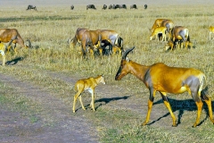 Tsessebe [Damaliscus lunatus jimela]
