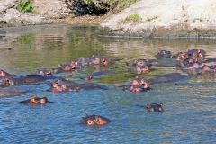 Common Hippopotamus [Hippopotamus amphibius kiboko]